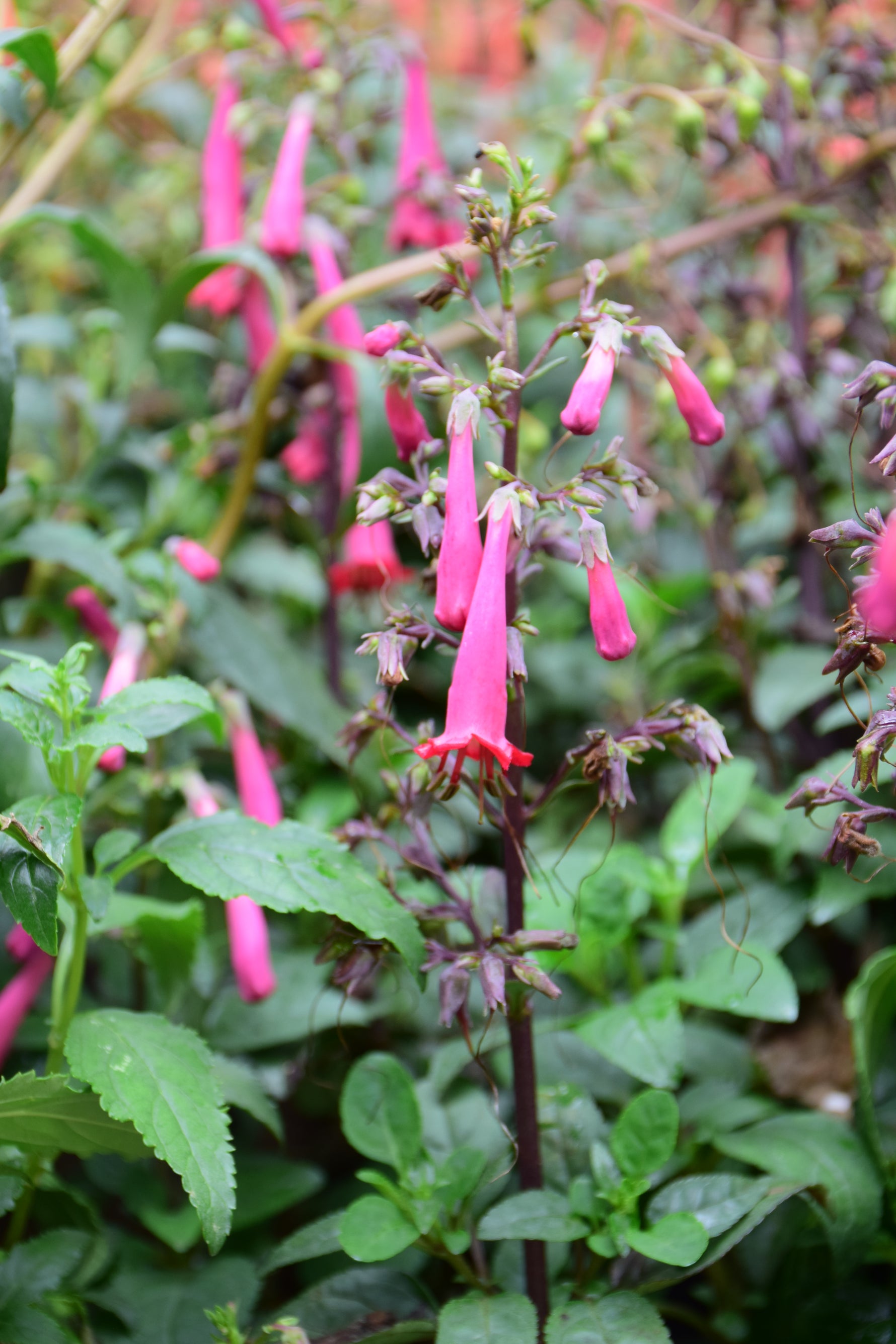 Colorburst Rose Cape Fuchsia (Phygelius)