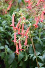 Colorburst Orange Cape Fuchsia (Phygelius)