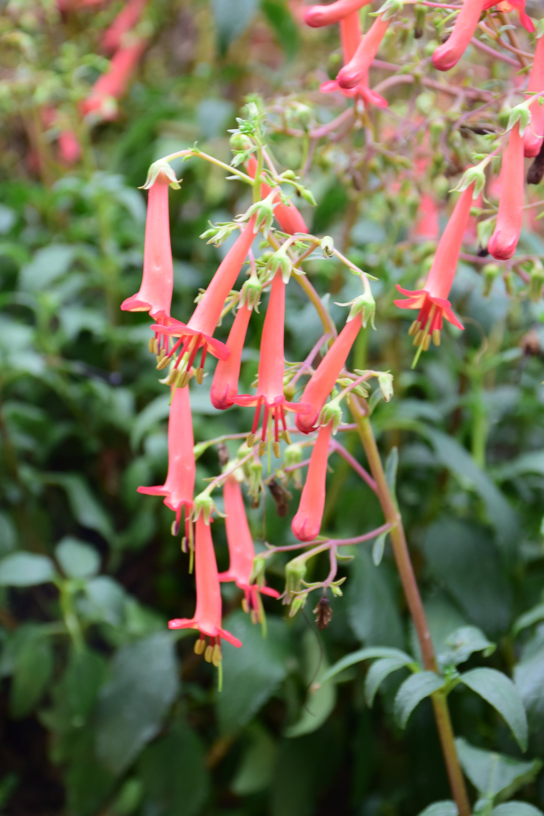 Colorburst Orange Cape Fuchsia (Phygelius)