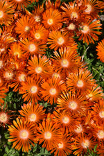 Ocean Sunset Orange Vibe Ice Plant (Delosperma)