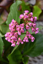 Winterglut (Winter Glow) Bergenia