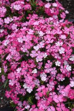 Rockin Pink Magic Dianthus (Pinks)