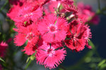 Rockin Rose Dianthus (Pinks)