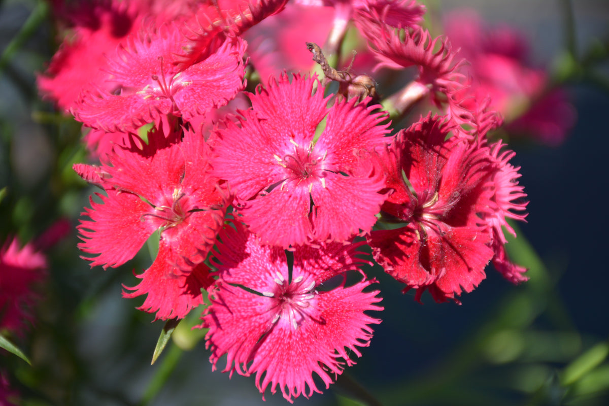 Rockin Rose Dianthus (Pinks)