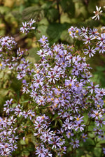 Heart-Leaved (Blue Wood) Aster (Symphyotrichum cordifolium)