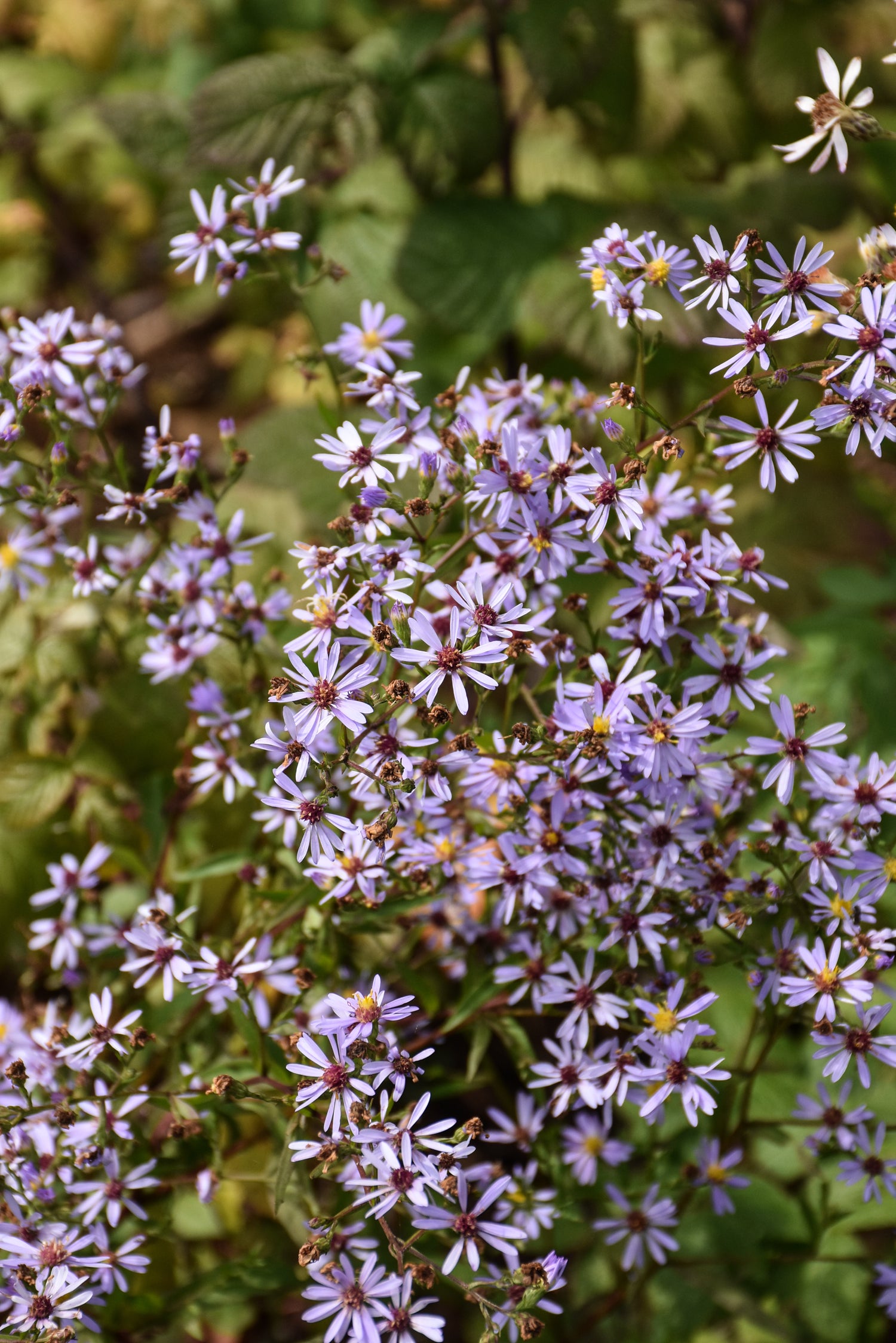 Heart-Leaved (Blue Wood) Aster (Symphyotrichum cordifolium)