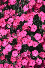 Paint The Town Fancy Dianthus (Pinks)