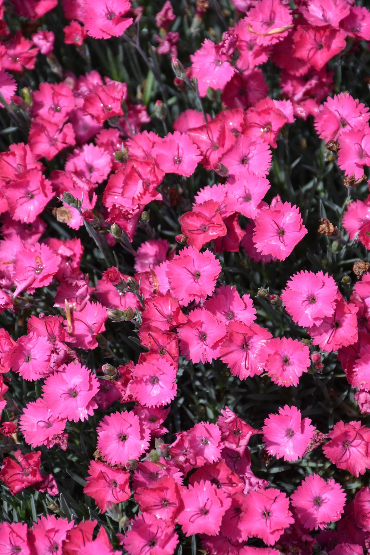 Paint The Town Fancy Dianthus (Pinks)