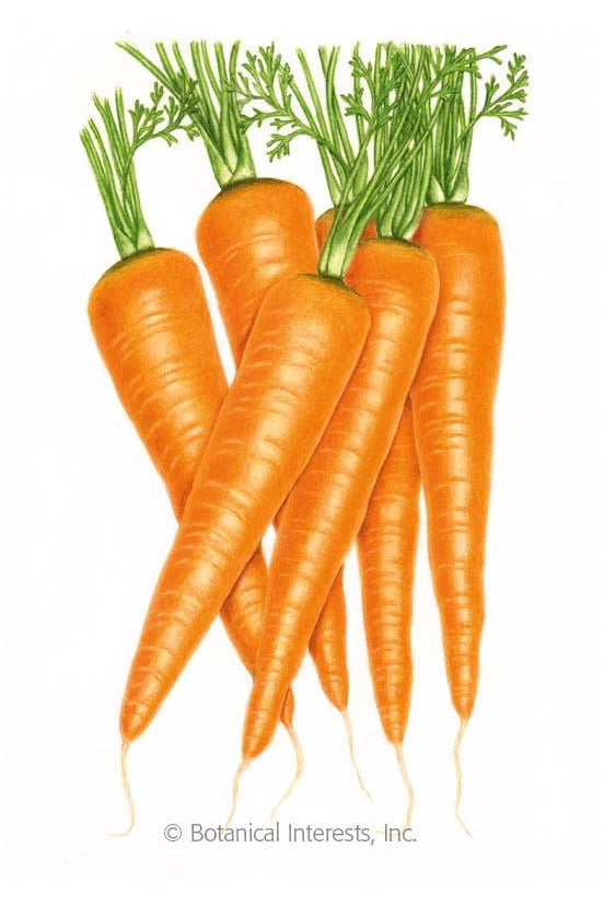 Botanical Interests Danvers 126 Carrot Organic Seeds