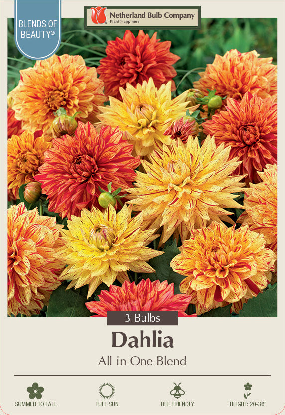 Dahlia Decorative All In One Blend 3 Pack