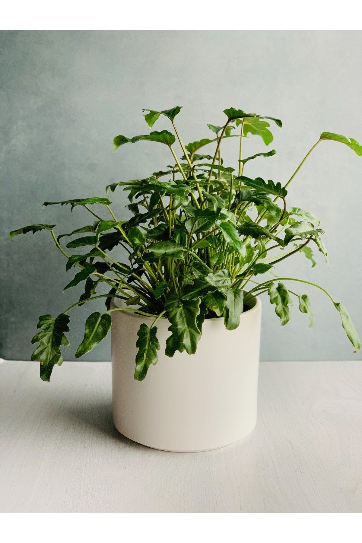 Philodendron, Xanadu 10"