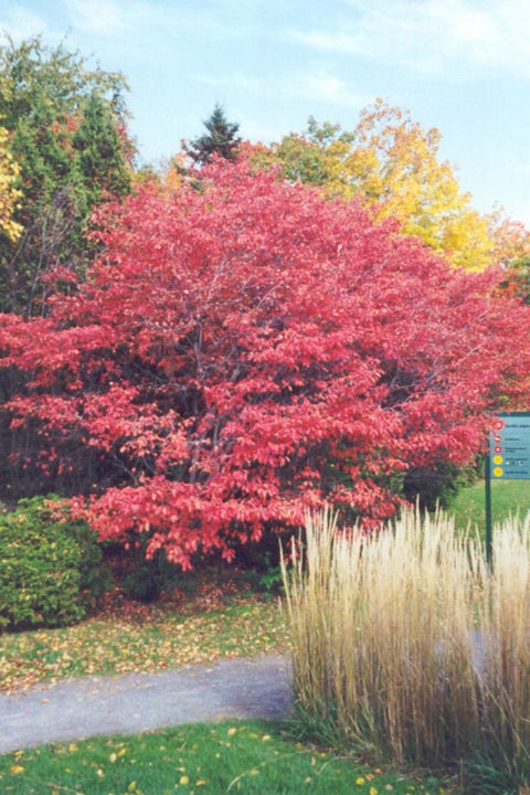 Shadblow, Serviceberry