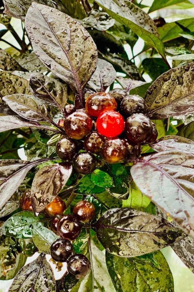 Ornamental Pepper, Black Pearl