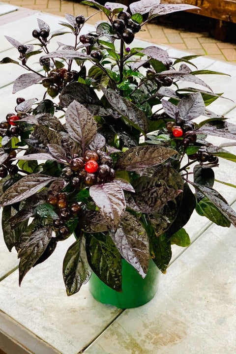 Pepper | Ornamental Black Pearl | 6"