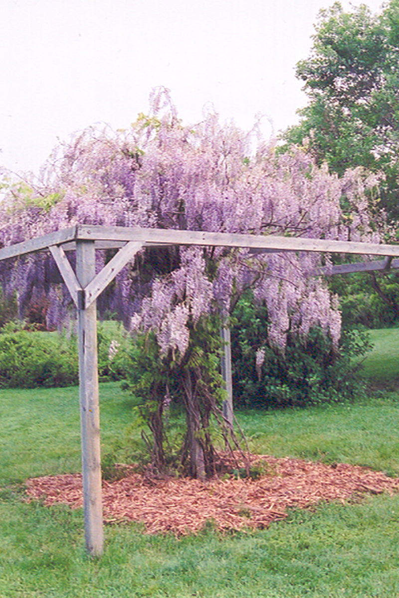 Vine, Kentucky Wisteria Aunt Dee