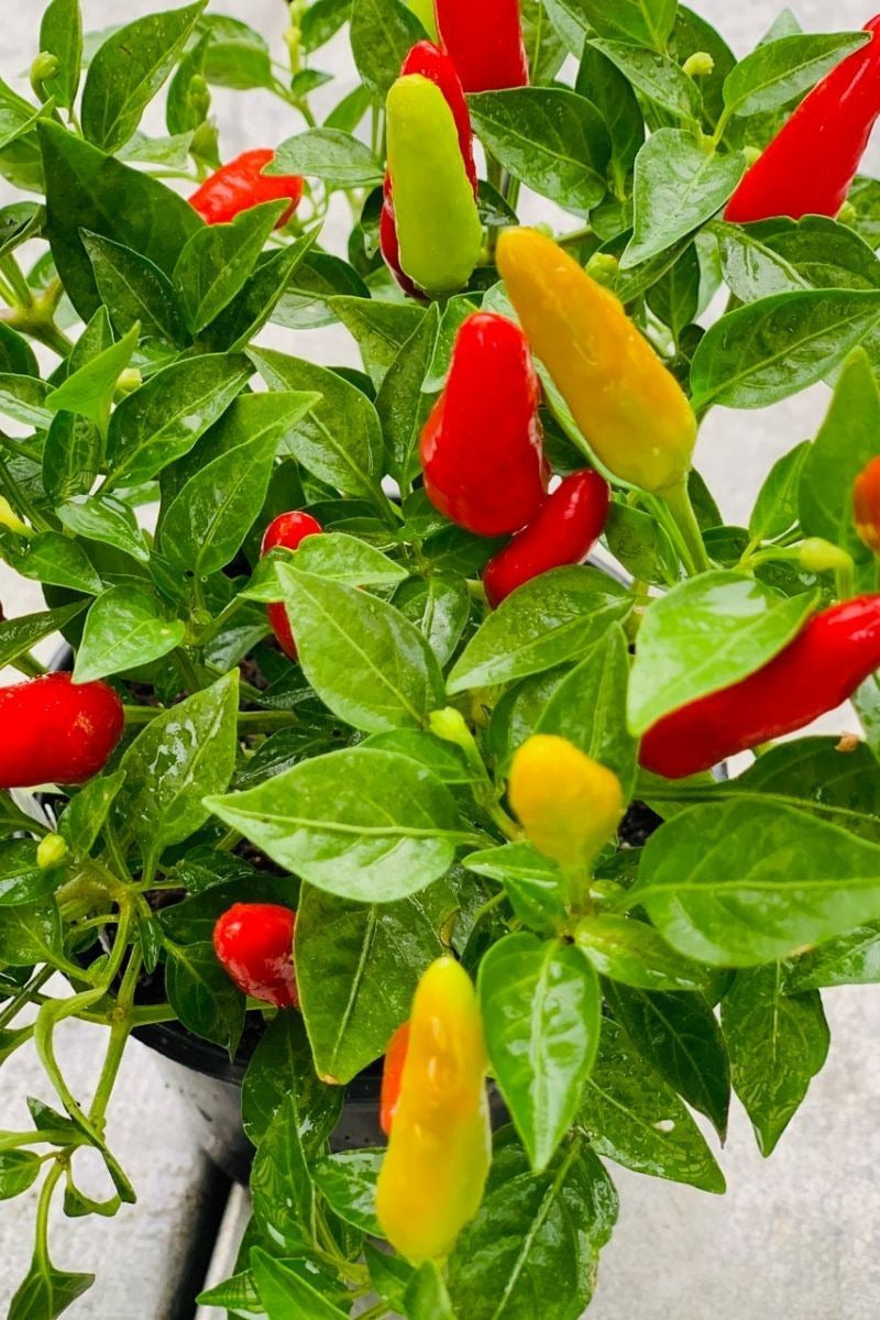 Ornamental Pepper, Acapulco Red