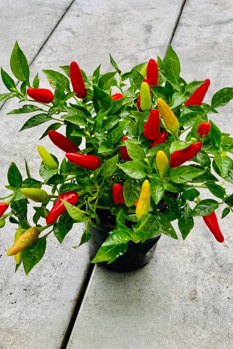 Ornamental Pepper, Acapulco Red