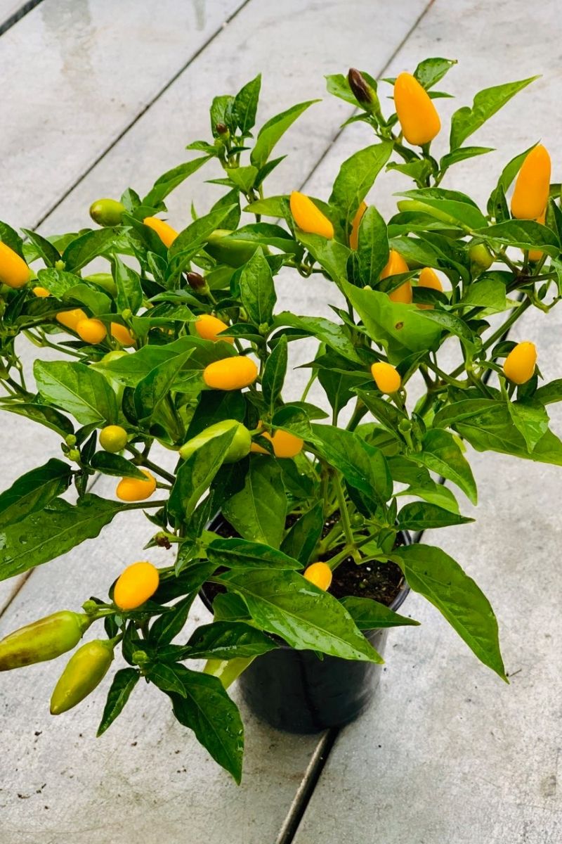 Ornamental Pepper, Acapulco Yellow