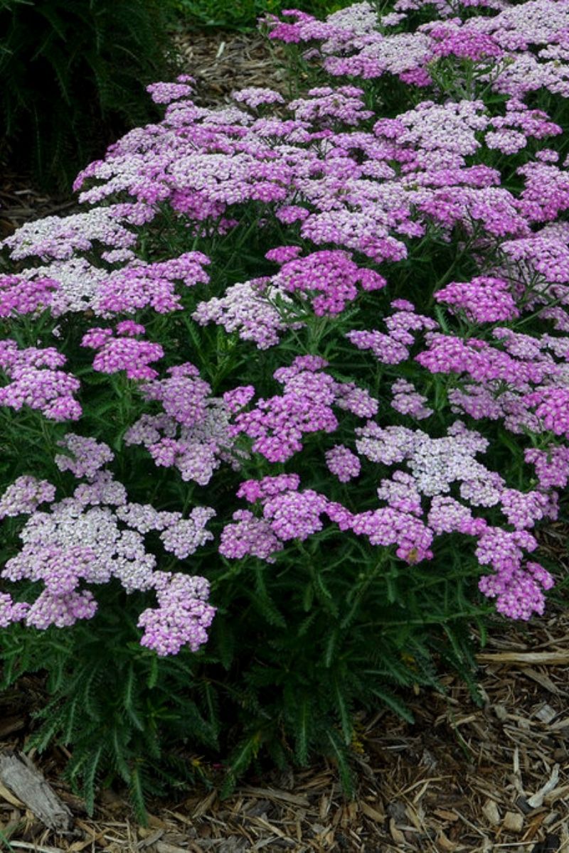 Yarrow, Firefly Amethyst