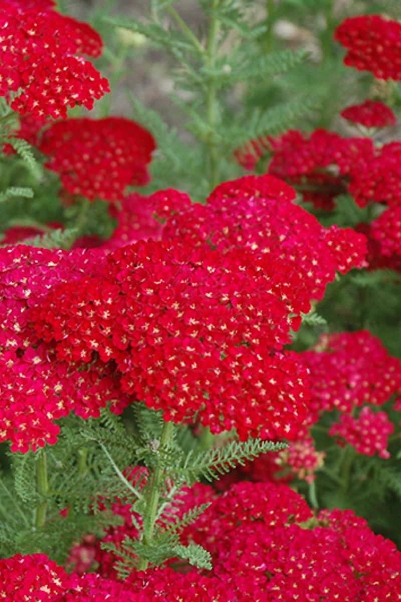 Yarrow, Pomegranate