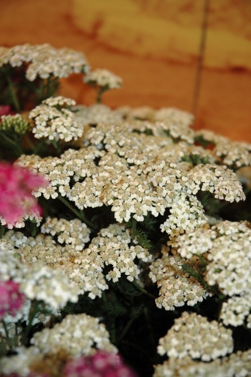 Yarrow, Vintage White