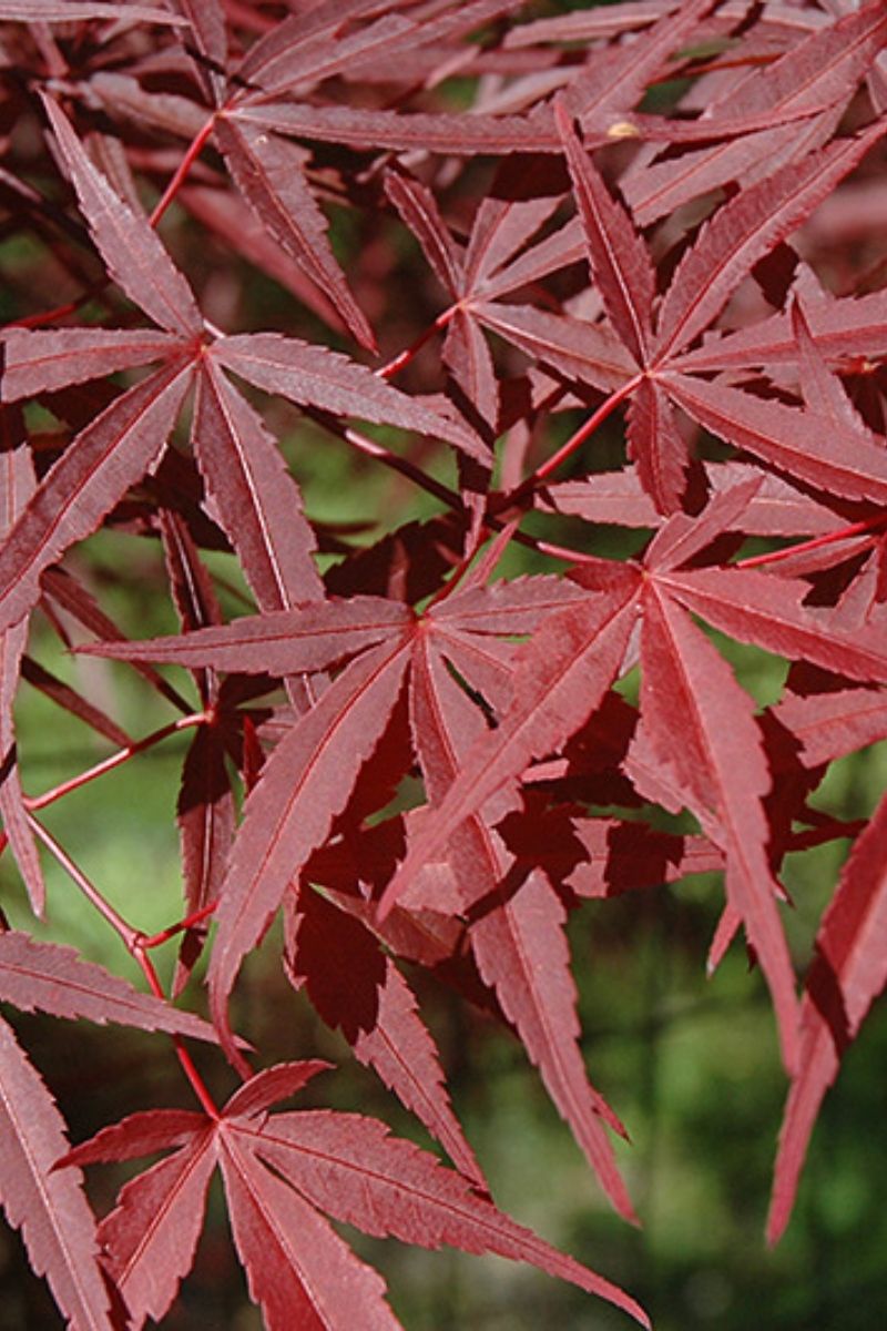 Acer Palm Beni Otake