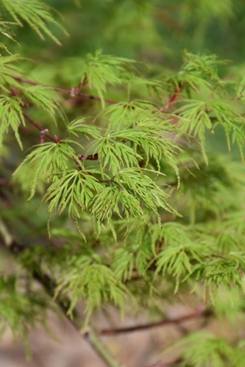 Maple, Japanese Emerald Lace