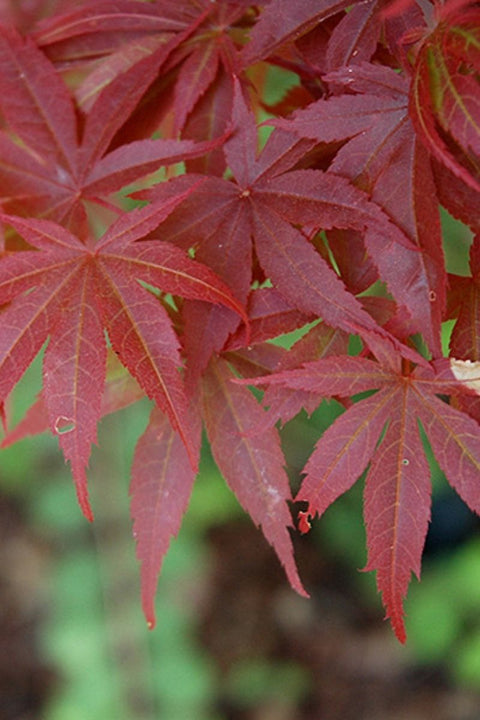 Acer Palm Pixie