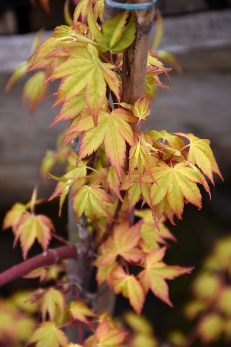 Acer Palm, Ueno Yama