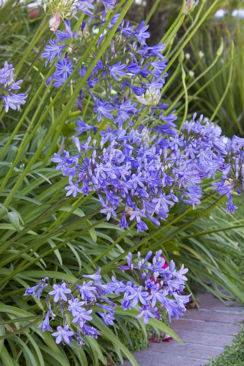 Agapanthus, Queen Ann