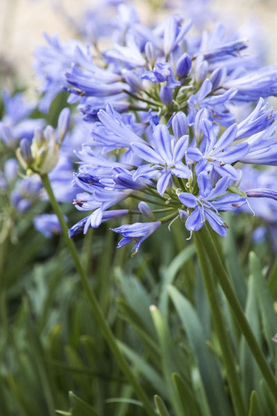 Agapanthus Baby Pete