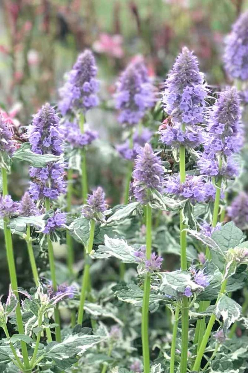 Agastache Crazy Fortune
