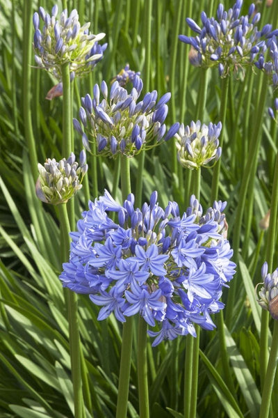 Agapanthus, Midnight Blue