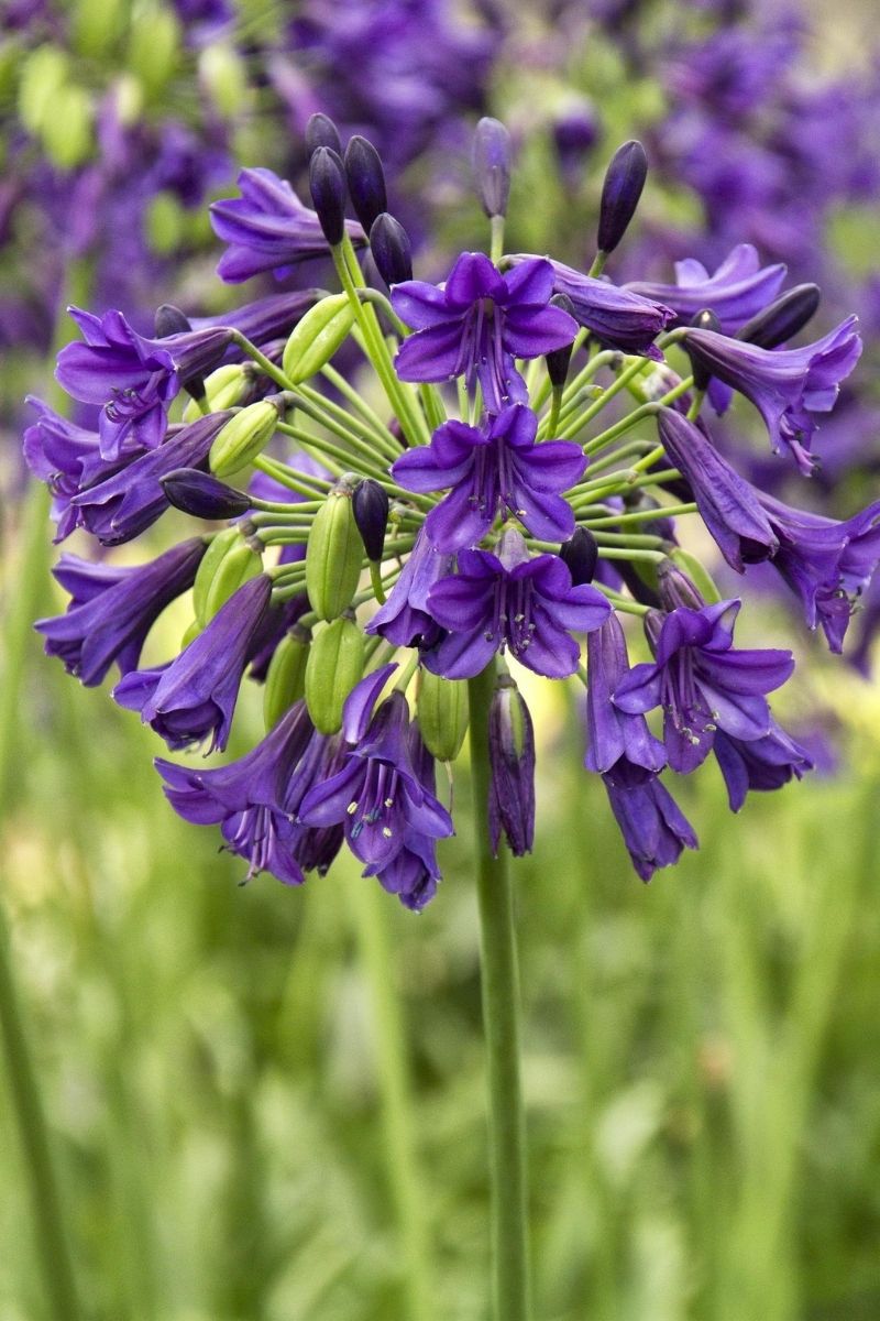 Agapanthus, Purple Potion