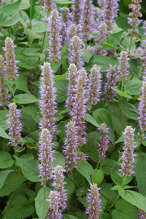 Agastache, Blue Fortune