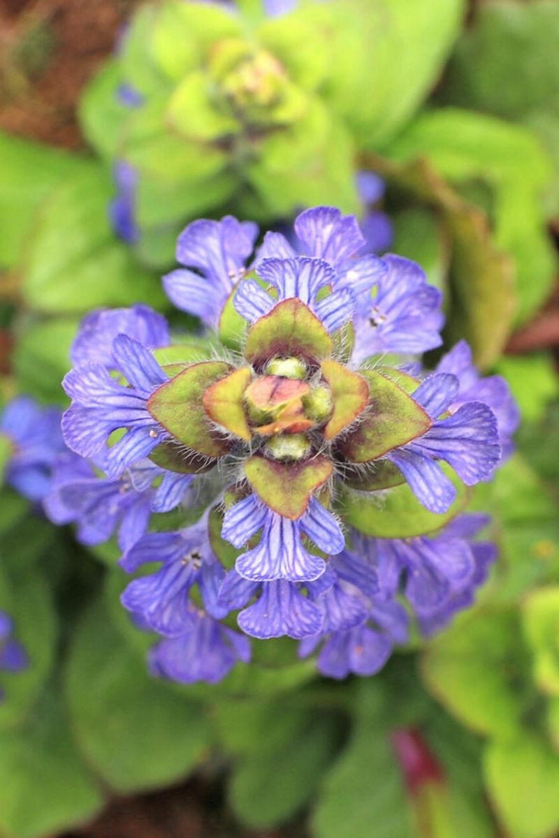 Ajuga, Tropical Toucan