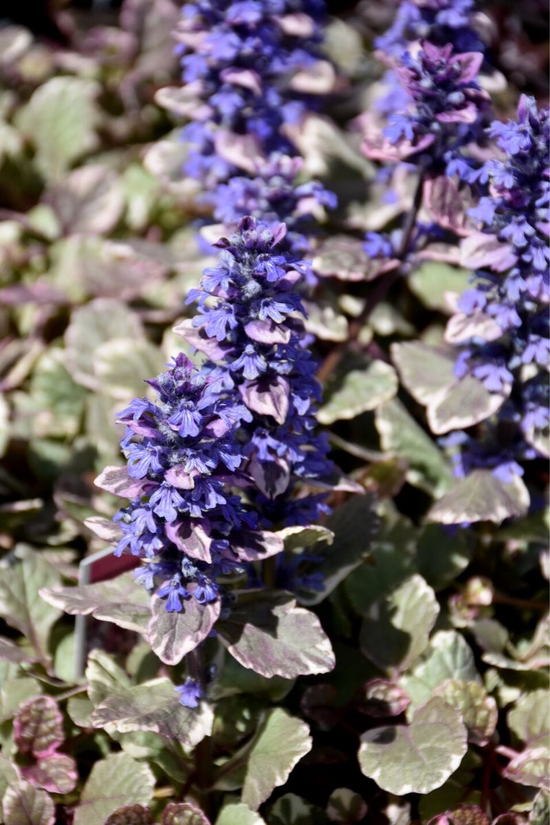 Ajuga, Burgundy Glow
