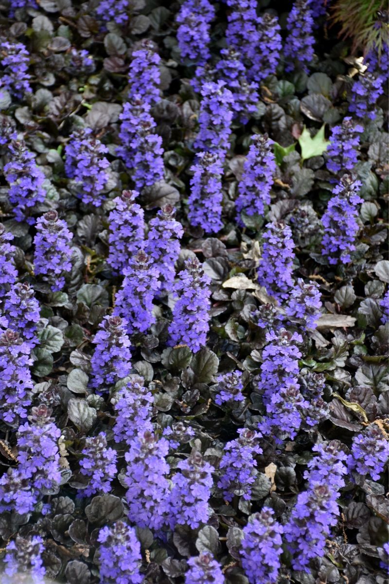 Ajuga, Black Scallop