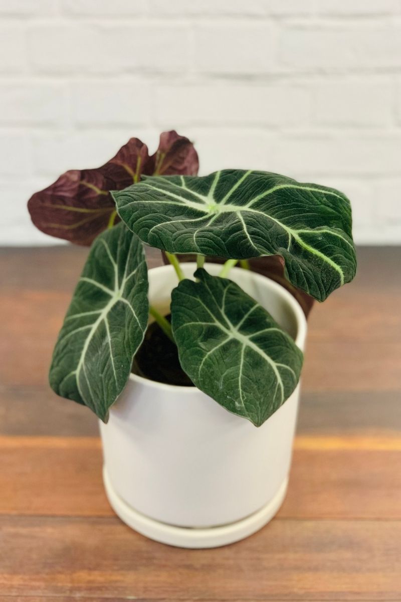 Alocasia, Black Velvet 12Cm