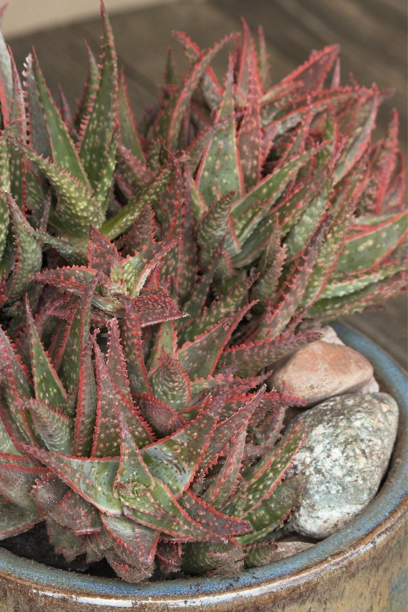 Aloe Christmas Carol