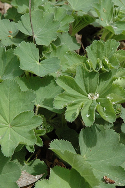 Lady'S Mantle, Auslese