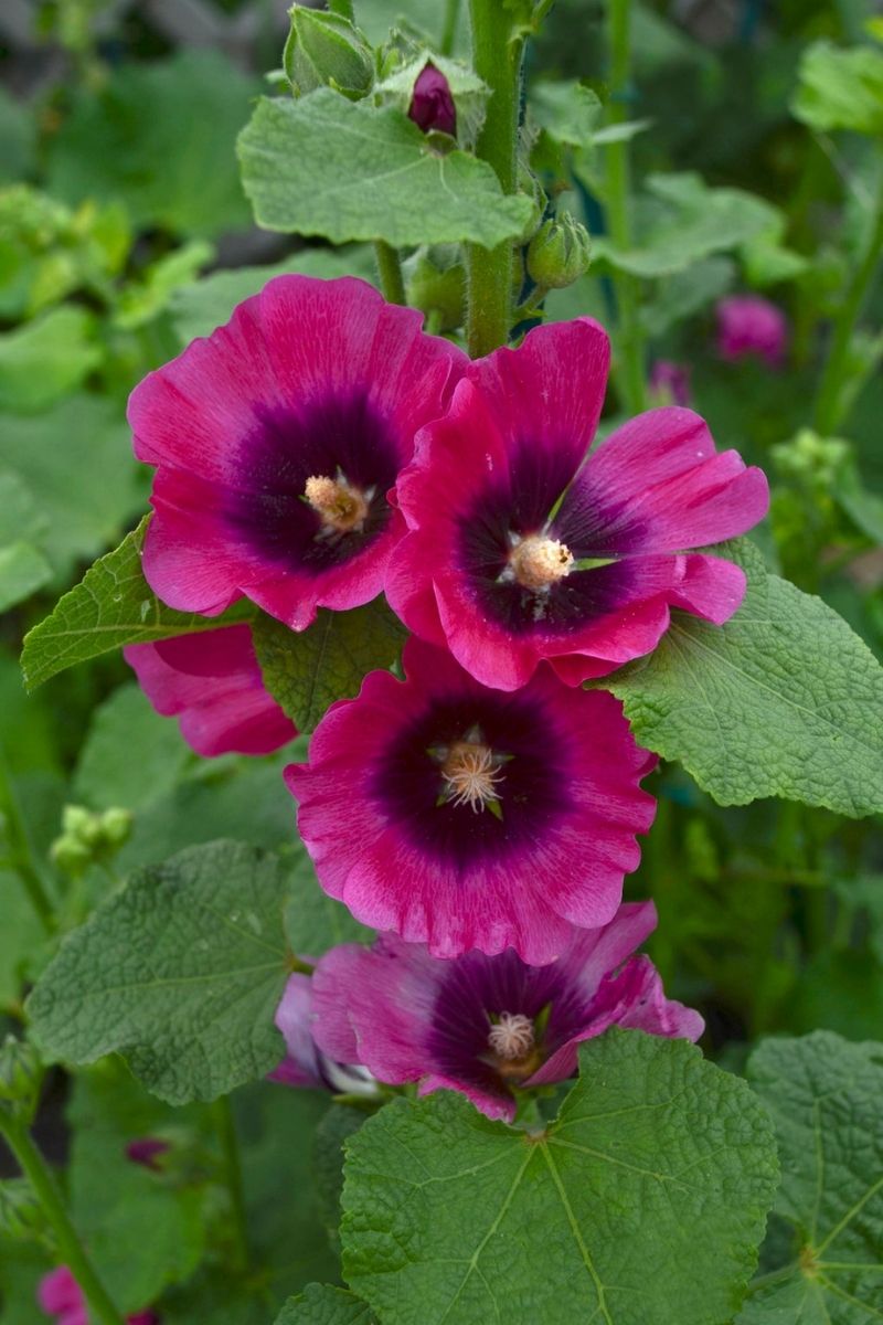 Hollyhock, Halo Cerise