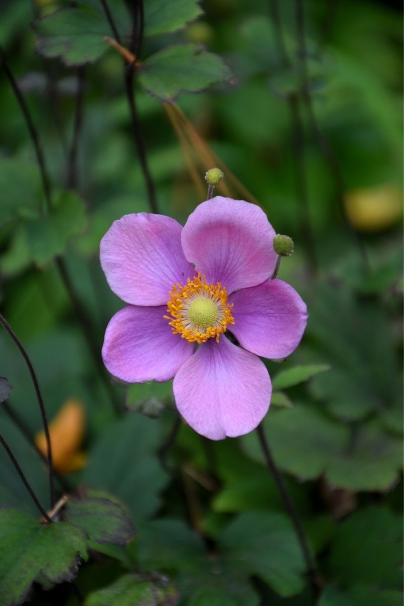Anemone, Lucky Charm