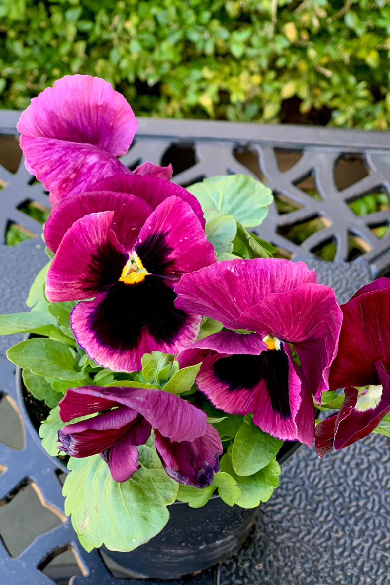 Pansy, Pink Shades