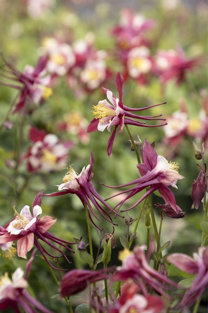 Columbine, Kirigmi Red/ W