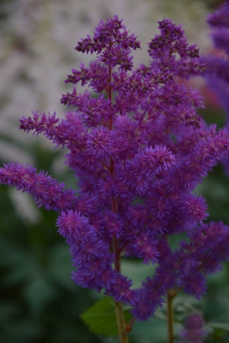Astilbe, Black Pearls