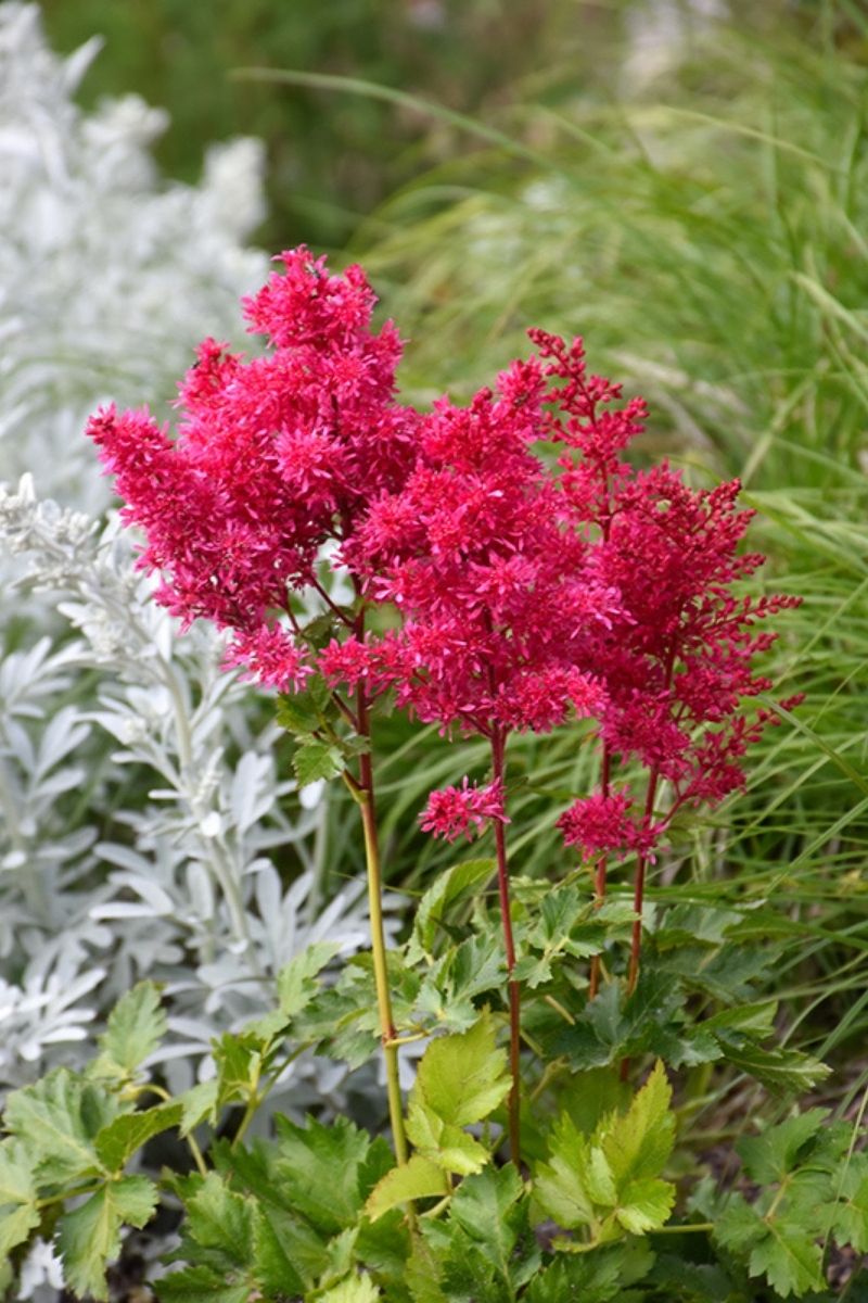 Astilbe, Heavy Metal