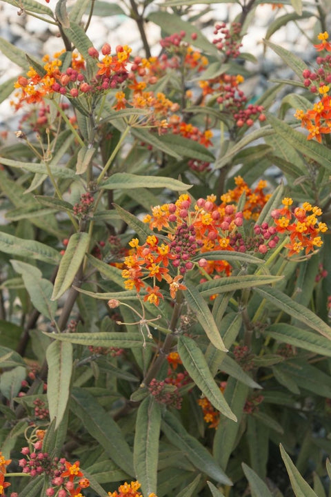 Milkweed, Red Butterflies