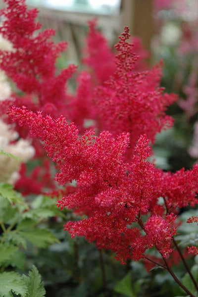 Astilbe, Montgomery