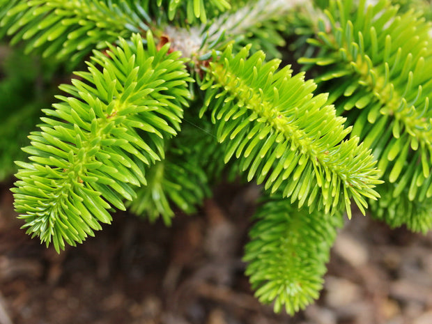 Christmas Tree, Nordman Fir